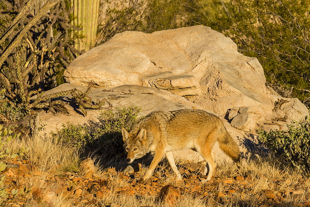 Adult captive coyote (Canis latrans) at the Arizona Sonora Desert Museum, Tucson, Arizona, United States of America, North America