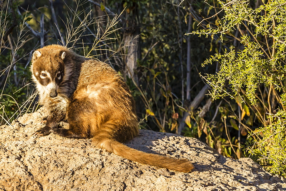 Adult captive coatimundi (Nasua nasua) at the Arizona Sonora Desert Museum, Tucson, Arizona, United States of America, North America