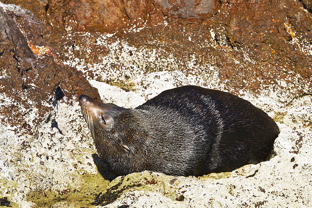 Guadalupe fur seal (Arctocephalus townsendi), Isla San Pedro Martir, Gulf of California (Sea of Cortez), Baja California, Mexico, North America