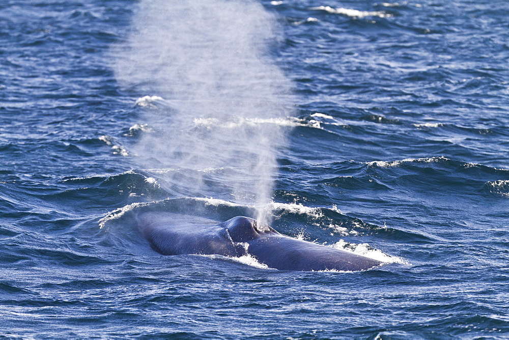 Adult blue whale (Balaenoptera musculus), southern Gulf of California (Sea of Cortez), Baja California Sur, Mexico, North America