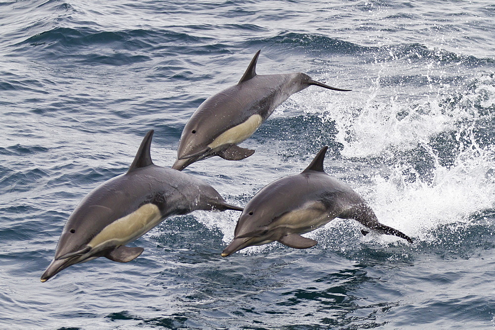 Long-beaked common dolphin (Delphinus capensis), Isla San Esteban, Gulf of California (Sea of Cortez), Baja California, Mexico, North America