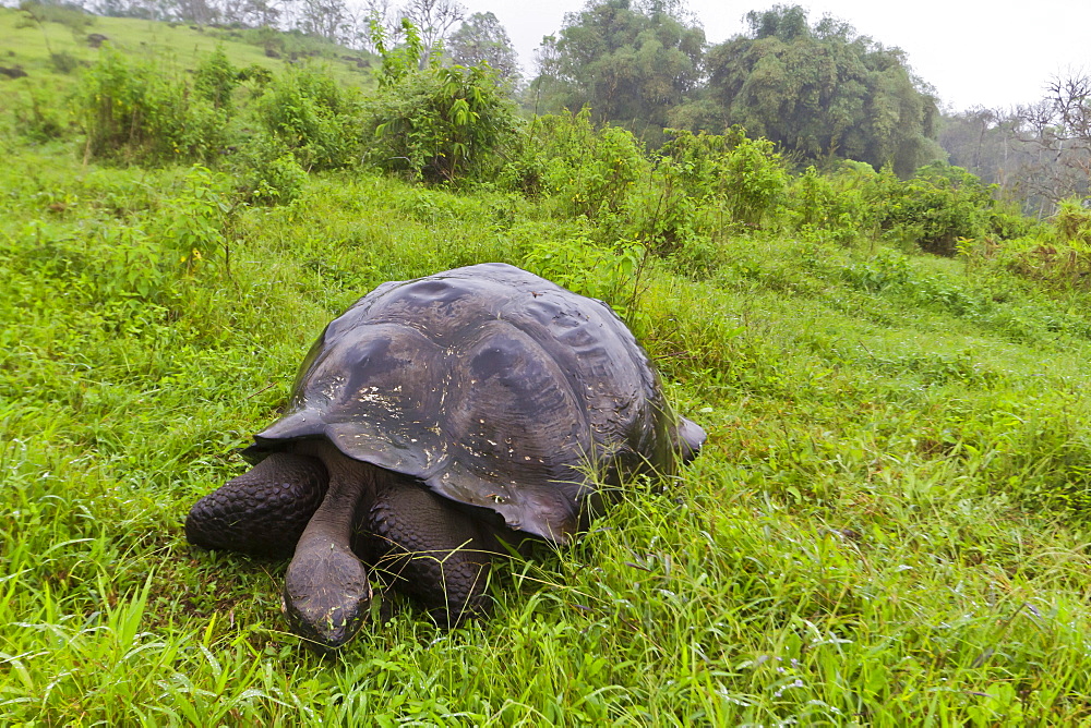 Wild Galapagos giant tortoise (Geochelone elephantopus), Santa Cruz Island, Galapagos Islands, UNESCO World Heritge Site, Ecuador, South America