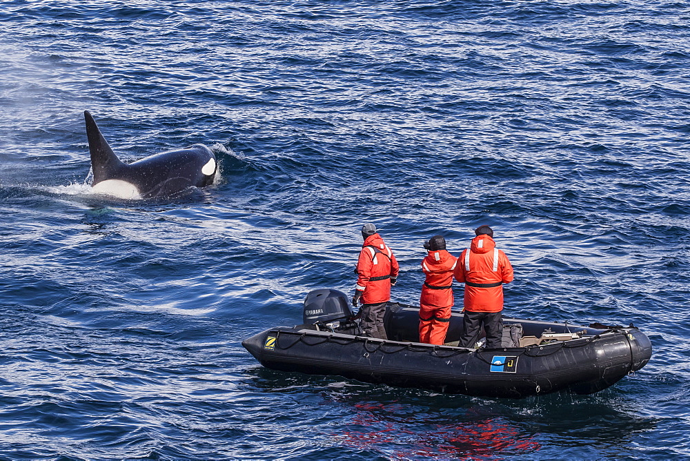 Adult Type A killer whale (Orcinus orca) surfacing near researchers in the Gerlache Strait, Antarctica, Polar Regions