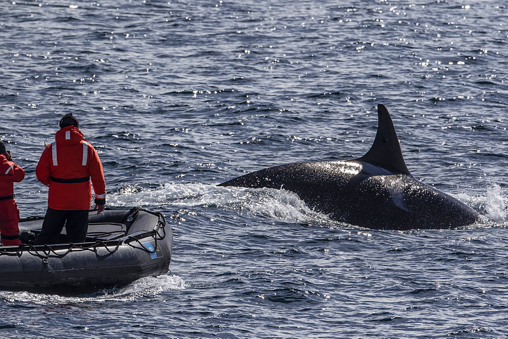 Adult bull Type A killer whale (Orcinus orca) surfacing near researchers in the Gerlache Strait, Antarctica, Polar Regions