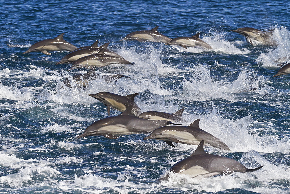 Long-beaked common dolphin (Delphinus capensis) pod, Isla San Esteban, Gulf of California (Sea of Cortez), Baja California, Mexico, North America