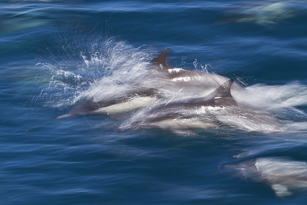 Long-beaked common dolphins (Delphinus capensis), Isla San Esteban, Gulf of California (Sea of Cortez), Baja California, Mexico, North America