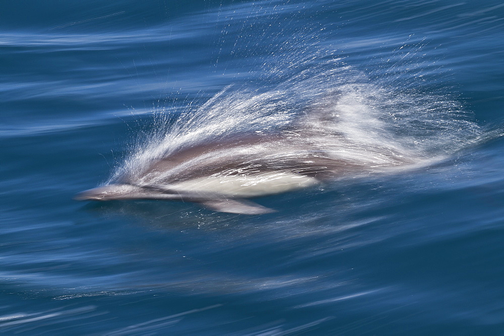 Long-beaked common dolphin (Delphinus capensis), Isla San Esteban, Gulf of California (Sea of Cortez), Baja California, Mexico, North America