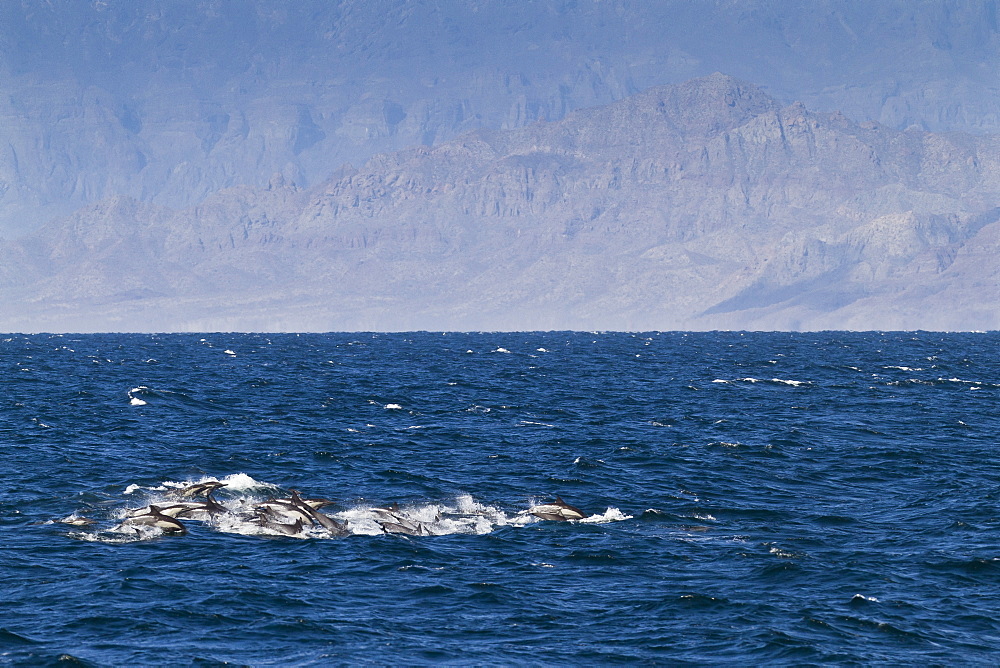 Long-beaked common dolphins (Delphinus capensis), Isla San Esteban, Gulf of California (Sea of Cortez), Baja California, Mexico, North America