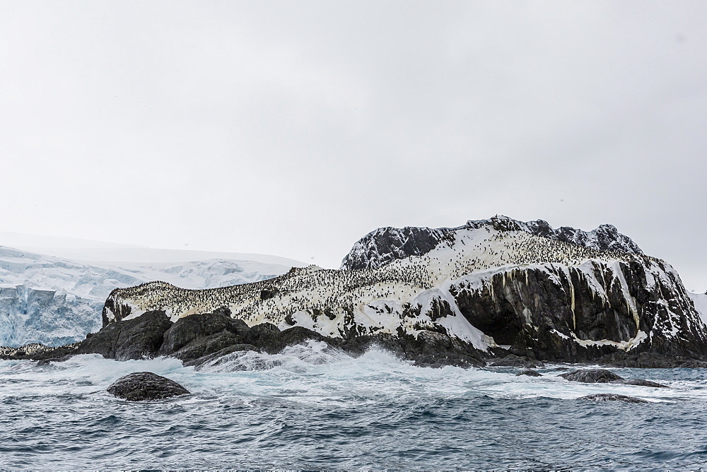 Chinstrap breeding colony at Point Wild, Elephant Island, South Shetland Islands, Antarctica, Polar Regions