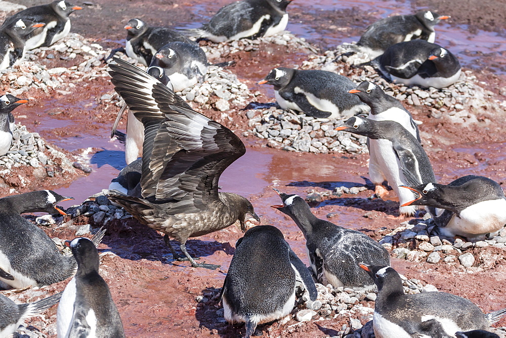 An adult brown skua (Stercorarius spp) stealing a penguin egg at Brown Bluff, Antarctica, Polar Regions