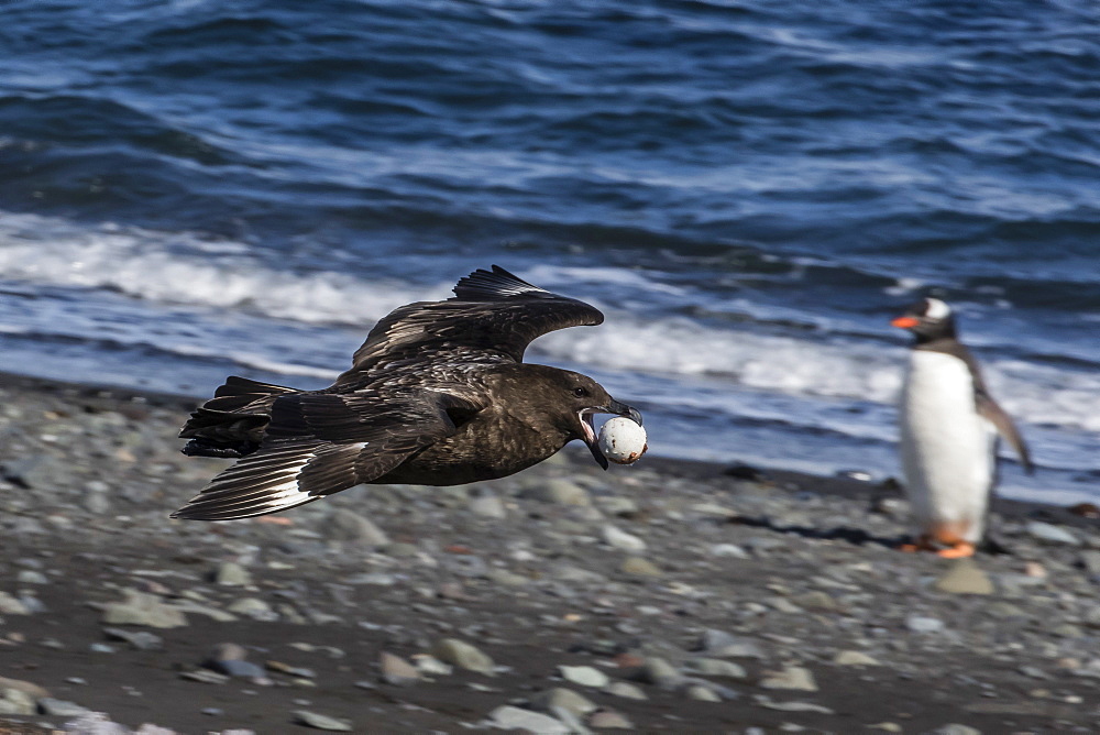 An adult brown skua (Stercorarius spp), in flight with a stolen penguin egg at Barrientos Island, Antarctica, Polar Regions