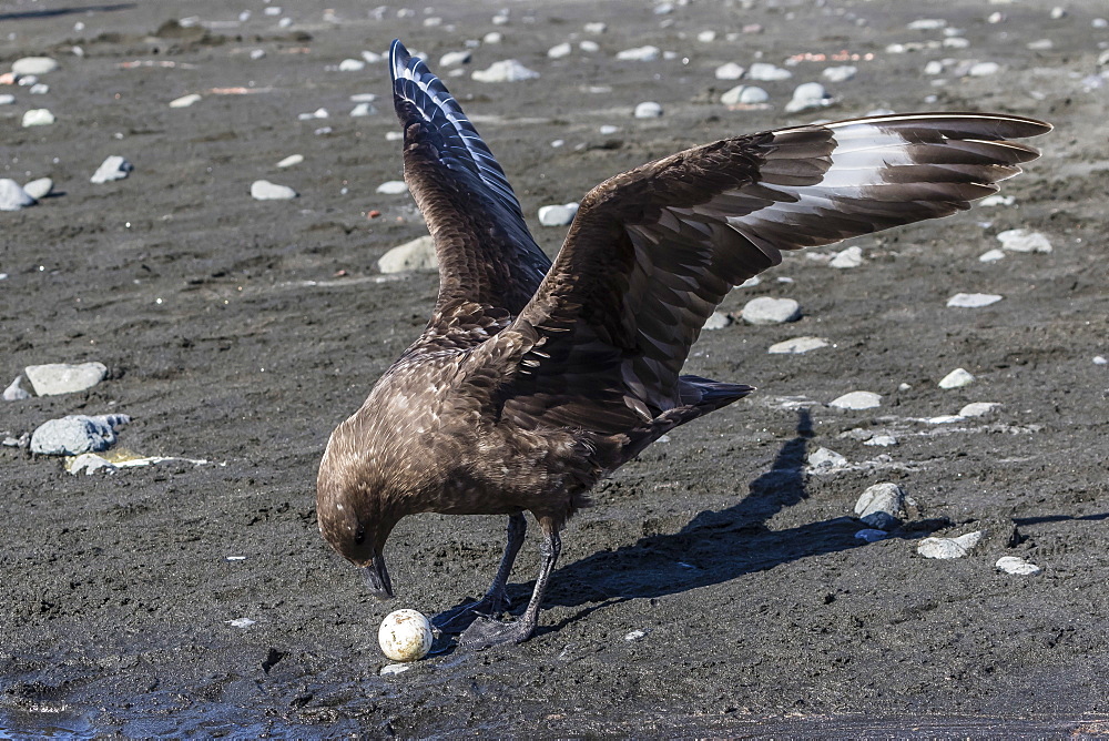 An adult brown skua (Stercorarius spp), with a stolen penguin egg at Barrientos Island, Antarctica, Polar Regions