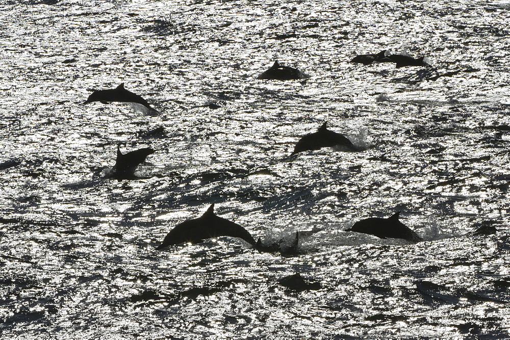 Long-beaked common dolphins (Delphinus capensis), Isla San Esteban, Gulf of California (Sea of Cortez), Baja California, Mexico, North America