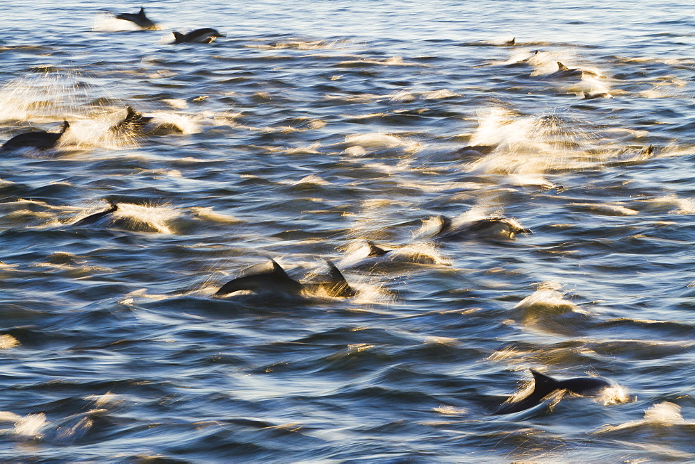 Long-beaked common dolphin (Delphinus capensis), Isla San Esteban, Gulf of California (Sea of Cortez), Baja California, Mexico, North America