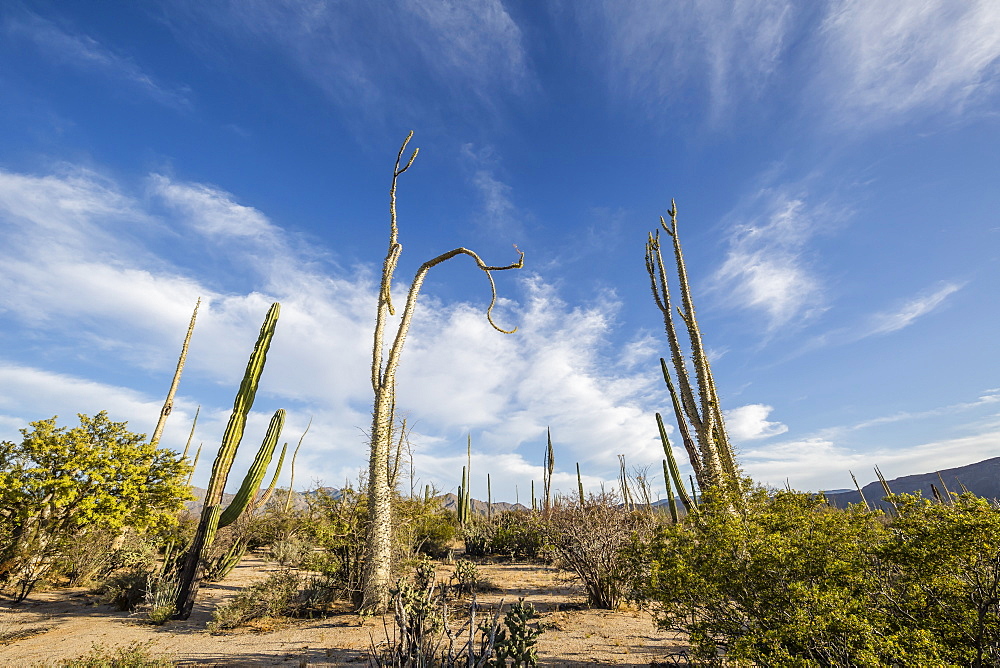 Boojum tree (Cirio) (Fouquieria columnaris) at sunset near Bahia de Los Angeles, Baja California, Mexico, North America