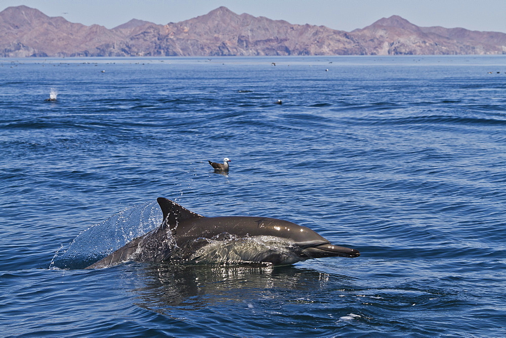 Long-beaked common dolphins (Delphinus capensis), Isla San Esteban, Gulf of California (Sea of Cortez), Baja California, Mexico, North America