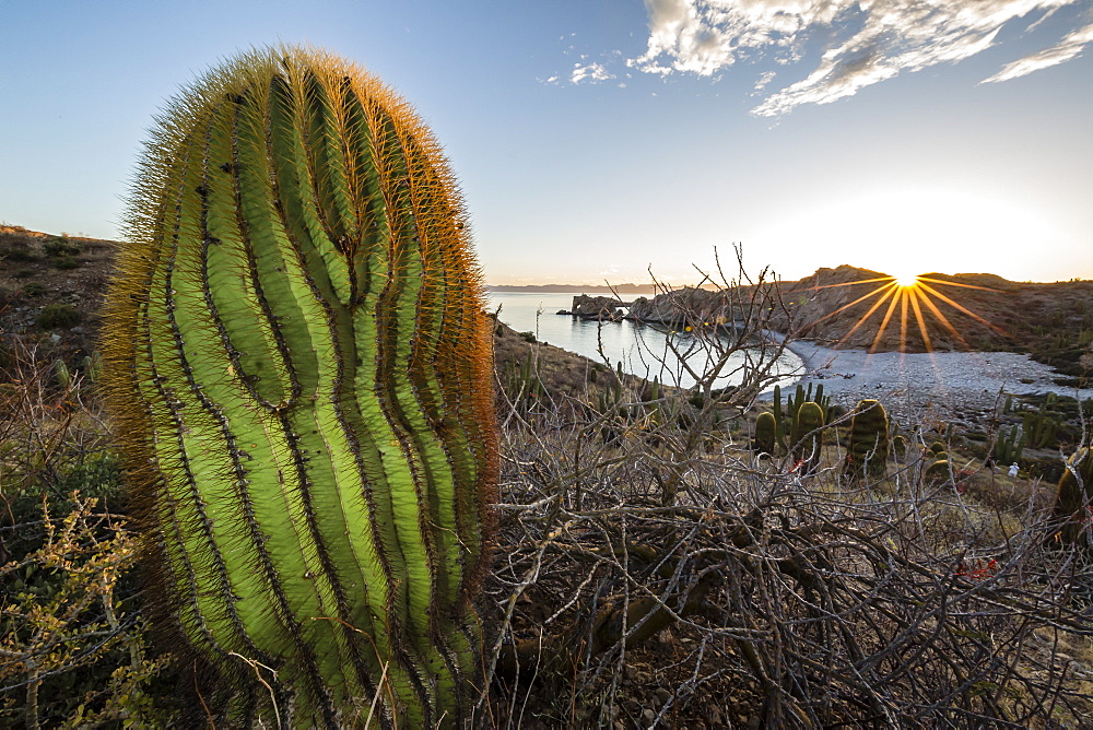 Sunset on an endemic giant barrel cactus (Ferocactus diguetii) on Isla Santa Catalina, Baja California Sur, Mexico, North America