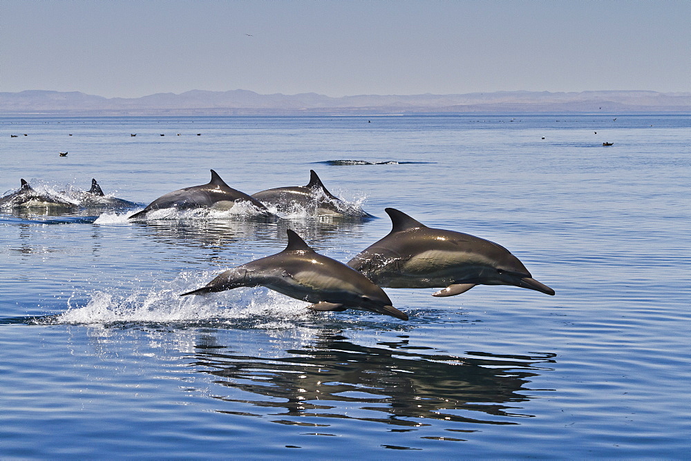 Long-beaked common dolphins (Delphinus capensis), Isla San Esteban, Gulf of California (Sea of Cortez), Baja California, Mexico, North America