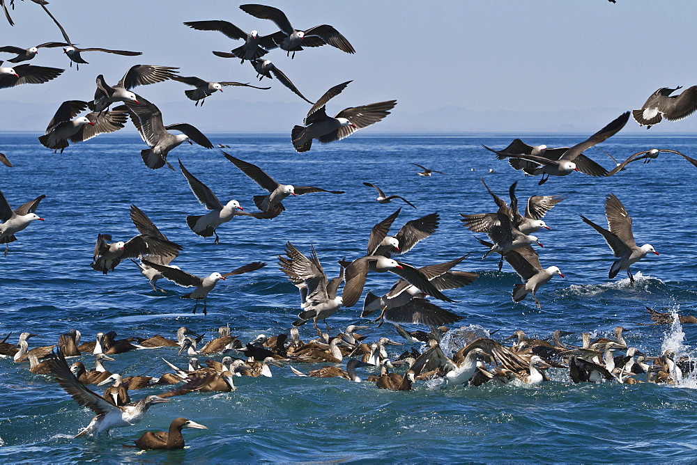 Long-beaked common dolphins (Delphinus capensis) feeding on a bait ball with gulls and boobies, Gulf of California (Sea of Cortez), Baja California, Mexico, North America