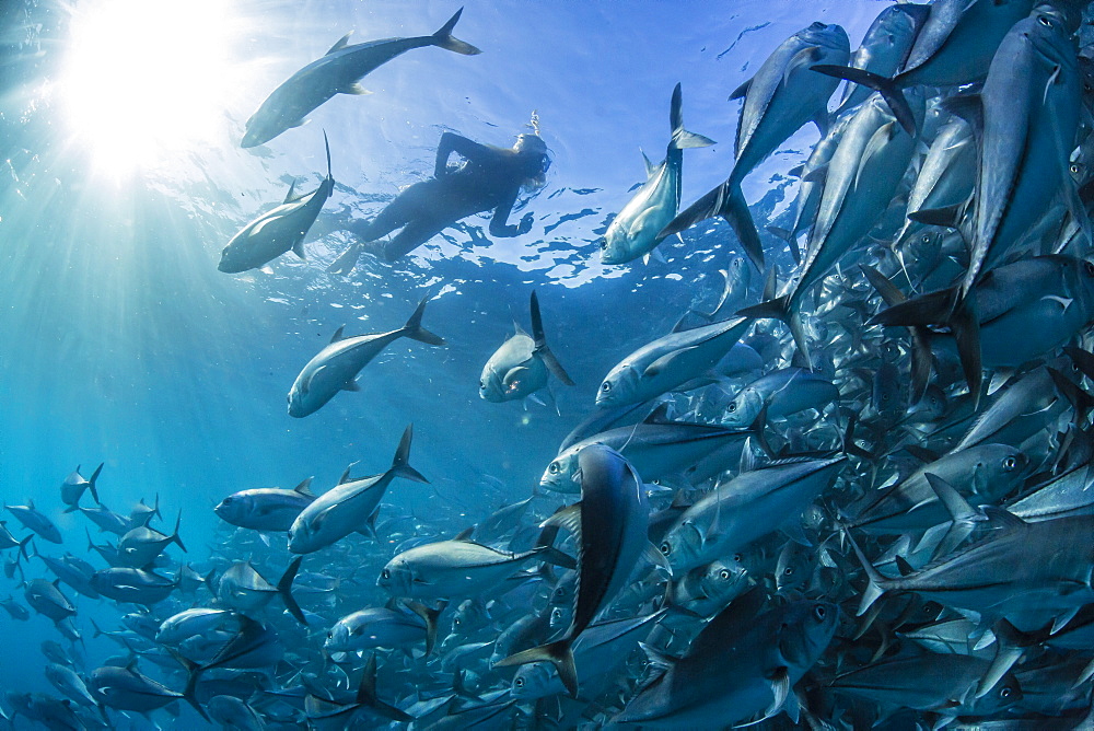 A snorkeler with a large school of bigeye trevally (Caranx sexfasciatus) in deep water near Cabo Pulmo, Baja California Sur, Mexico, North America