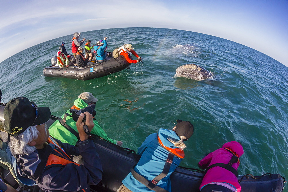 California gray whale (Eschrichtius robustus), surfacing with excited whale watchers in San Ignacio Lagoon, Mexico, North America