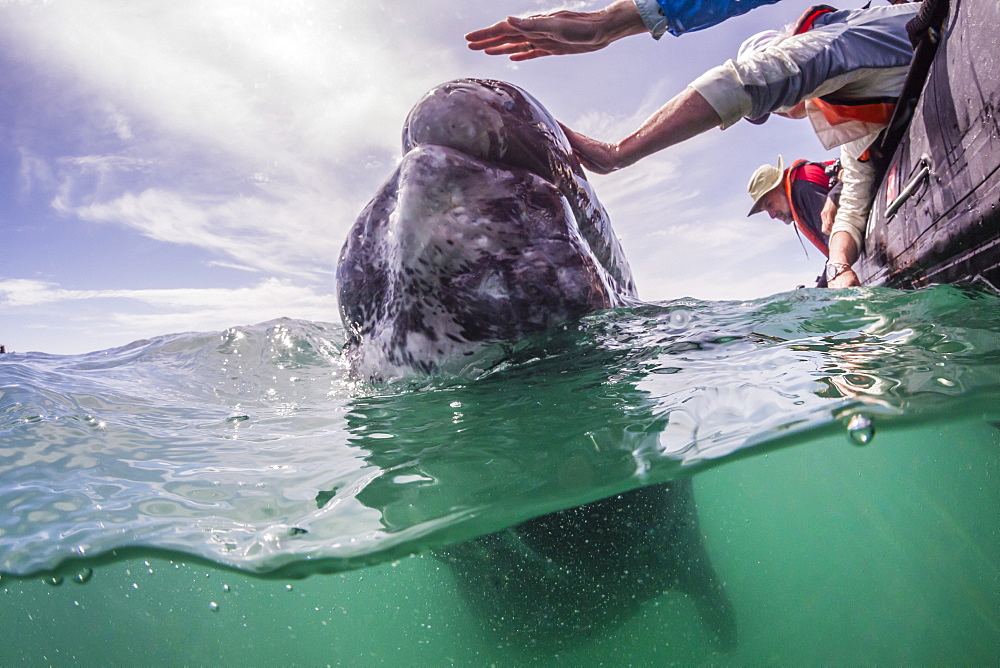 California gray whale (Eschrichtius robustus) calf above and below with whale watchers in San Ignacio Lagoon, Baja California Sur, Mexico, North America