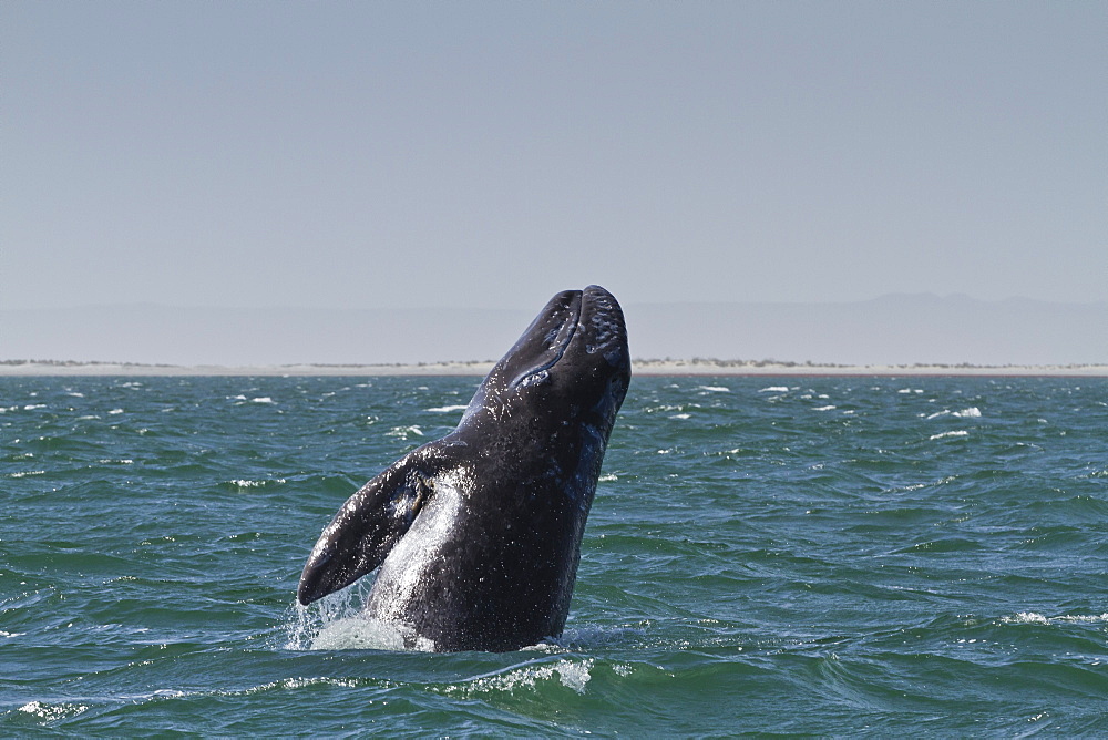 California gray whale (Eschrichtius robustus) calf breaching, San Ignacio Lagoon, Baja California Sur, Mexico, North America