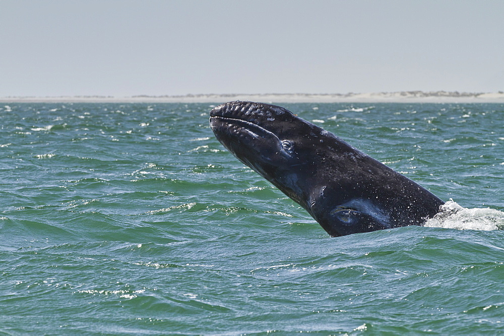 California gray whale (Eschrichtius robustus) calf breaching, San Ignacio Lagoon, Baja California Sur, Mexico, North America