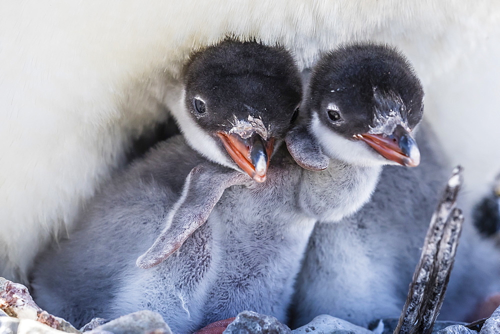 Gentoo penguin (Pygoscelis papua) adult on nest with young chicks on Cuverville Island, Antarctica, Polar Regions