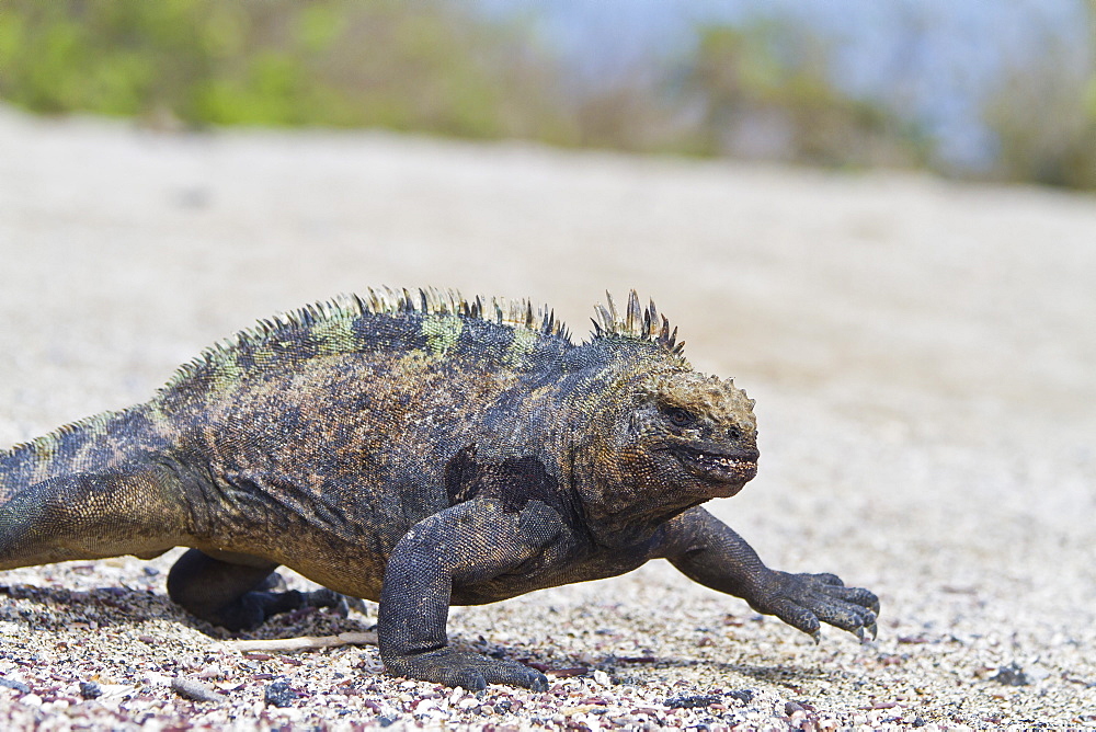 Galapagos marine iguana (Amblyrhynchus cristatus), Fernandina Island, Galapagos Islands, UNESCO World Heritage Site, Ecuador, South America