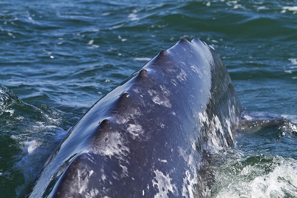 California gray whale (Eschrichtius robustus) caudal peduncle, San Ignacio Lagoon, Baja California Sur, Mexico, North America