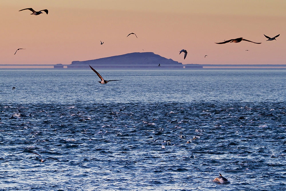 Sunrise fata morgana (mirage) with dolphins and birds, Isla San Pedro Martir, Gulf of California (Sea of Cortez), Baja California, Mexico, North America