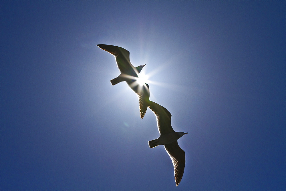 Heermann's gulls (Larus heermanni), Isla Rasa, Gulf of California (Sea of Cortez), Mexico, North America