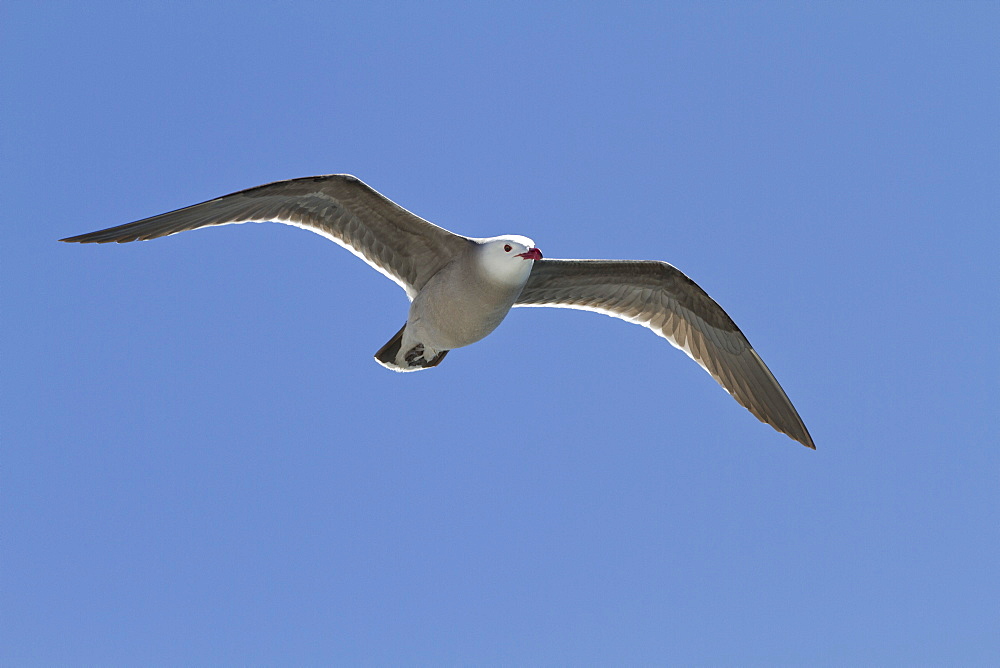 Heermann's gull (Larus heermanni), Isla Rasa, Gulf of California (Sea of Cortez), Mexico, North America