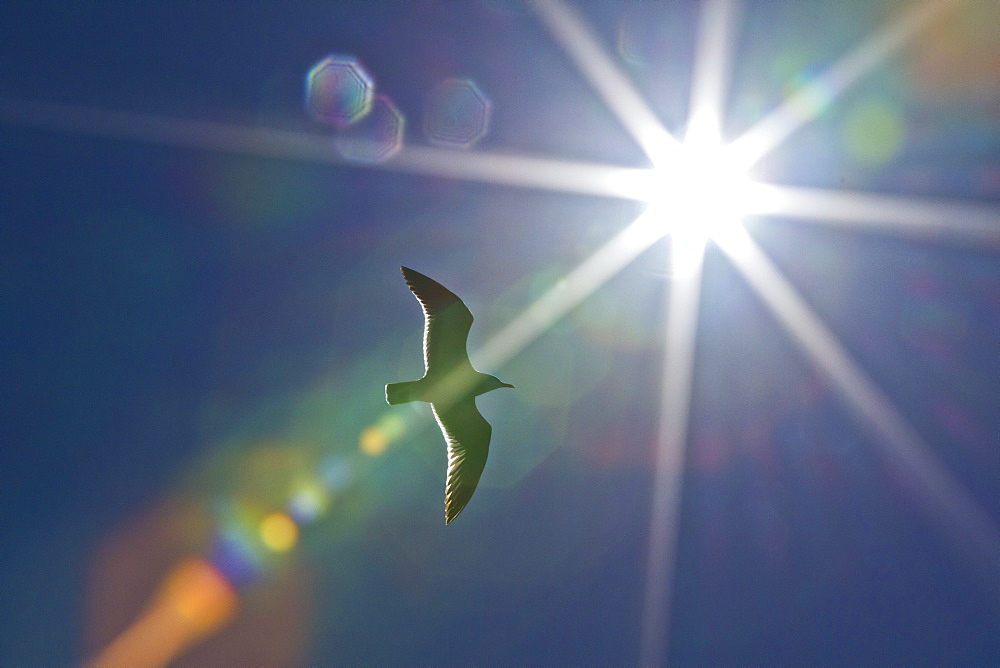 Heermann's gull (Larus heermanni), Isla Rasa, Gulf of California (Sea of Cortez), Mexico, North America