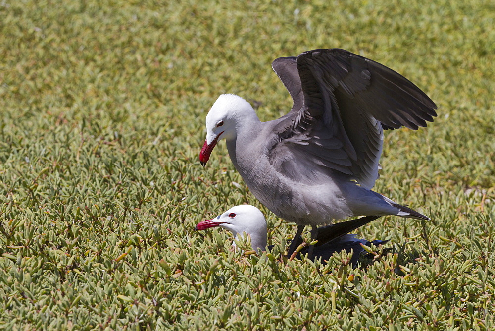 Heermann's gulls (Larus heermanni) mating, Isla Rasa, Gulf of California (Sea of Cortez), Mexico, North America