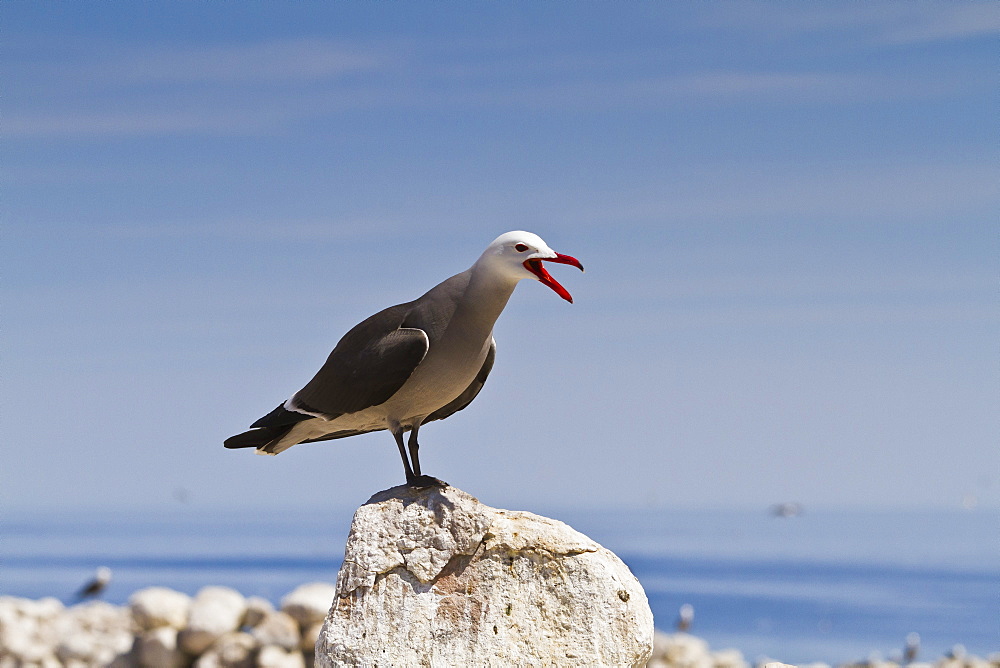 Heermann's gull (Larus heermanni), Isla Rasa, Gulf of California (Sea of Cortez), Mexico, North America