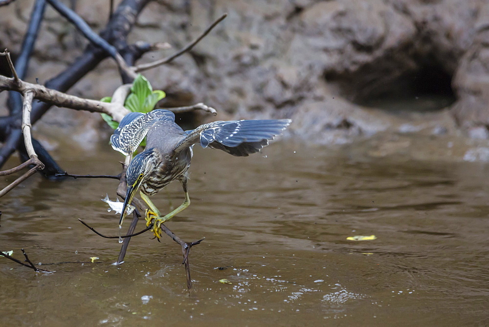 Adult striated heron (Butorides striata) catching a fish in Nauta Caño, Upper Amazon River Basin, Loreto, Peru, South America