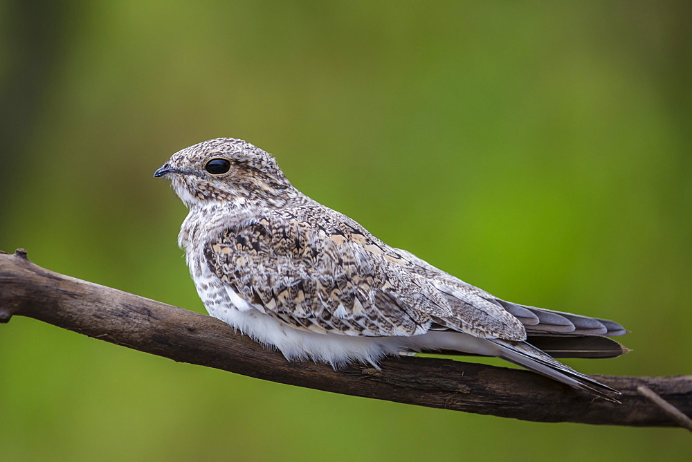 Adult sand-colored nighthawk (Chordeiles rupestris), Puerto Miguel, Upper Amazon River Basin, Loreto, Peru, South America