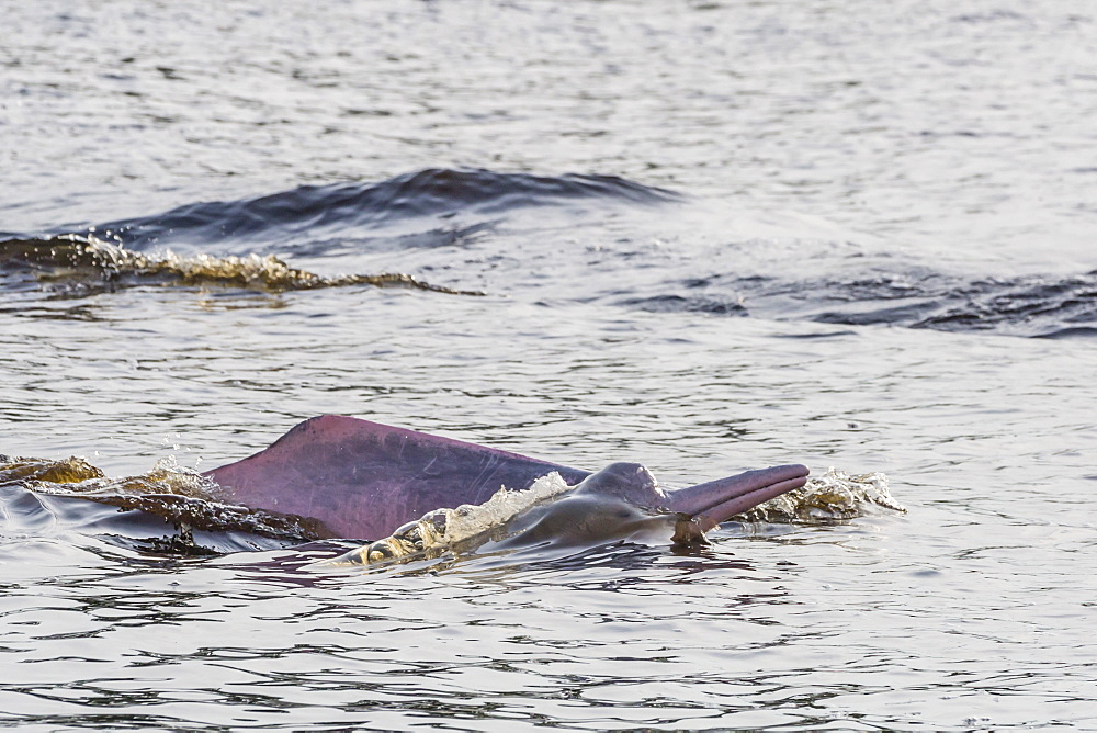 Adult Amazon pink river dolphins (Inia geoffrensis) surfacing in the Pacaya-Samiria Nature Reserve, Loreto, Peru, South America