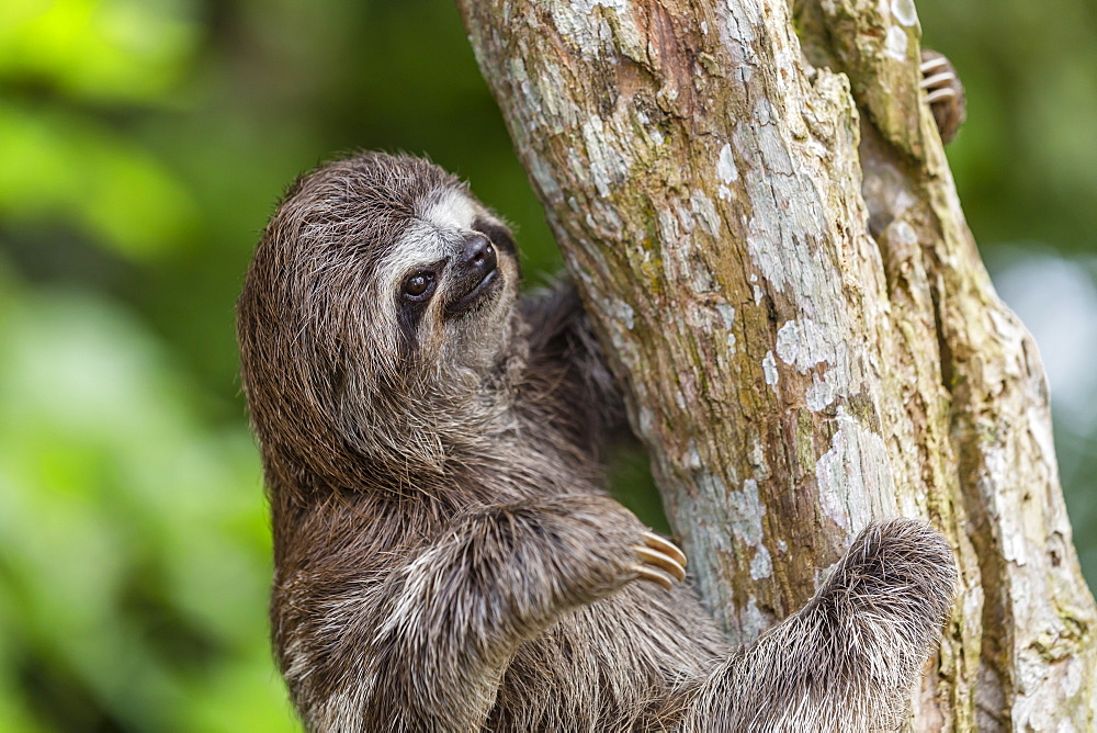 A captive pet brown-throated sloth (Bradypus variegatus), San Francisco Village, Loreto, Peru, South America