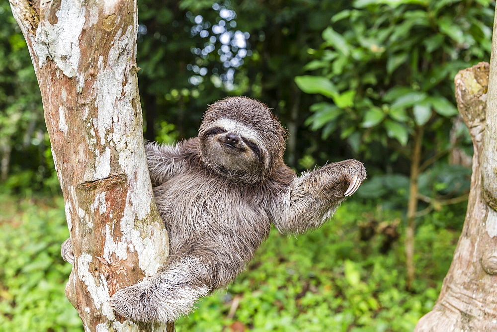 A captive pet brown-throated sloth (Bradypus variegatus), San Francisco Village, Loreto, Peru, South America