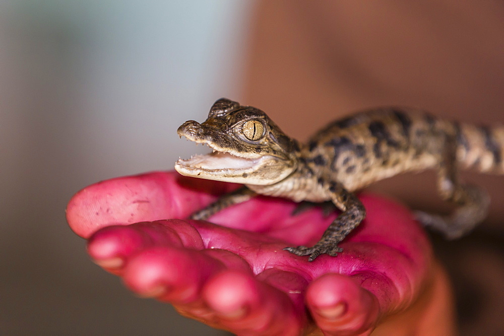 A juvenile captive black caiman (Caiman niger), San Francisco Village, Loreto, Peru, South America