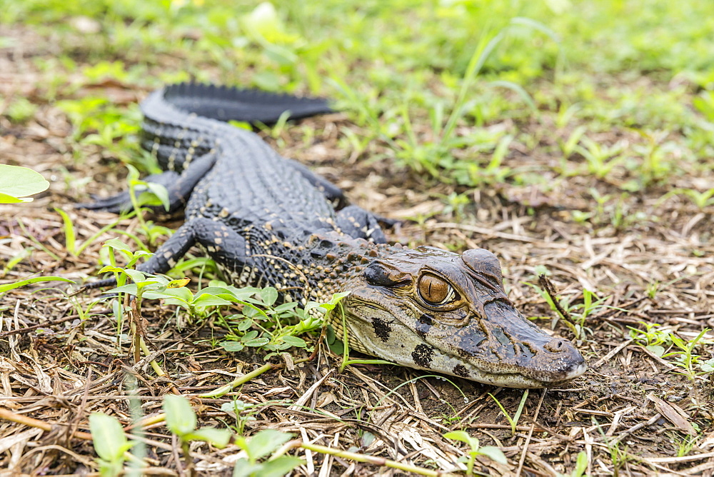 A juvenile captive black caiman (Caiman niger), San Francisco Village, Loreto, Peru, South America