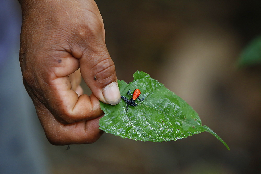 Adult red-backed poison frog (Ranitomeya reticulata), Landing Casual, Upper Amazon River Basin, Loreto, Peru, South America