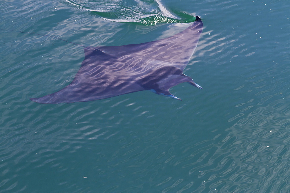 Adult spinetail mobula (Mobula japanica) leaping, Isla Espiritu Santo, Gulf of California (Sea of Cortez), Baja California Sur, Mexico, North America