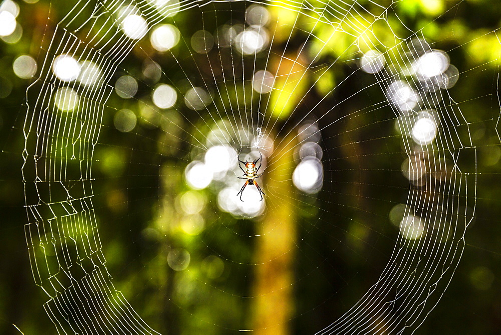 A demon spider (Microthena spp) in its web, Amazon National Park, Loreto, Peru, South America