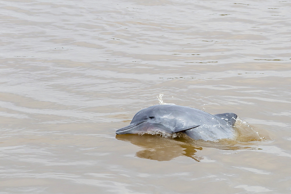 Adult gray dolphin (bufeo gris) (Sotalia fluviatilis), Amazon National Park, Loreto, Peru, South America