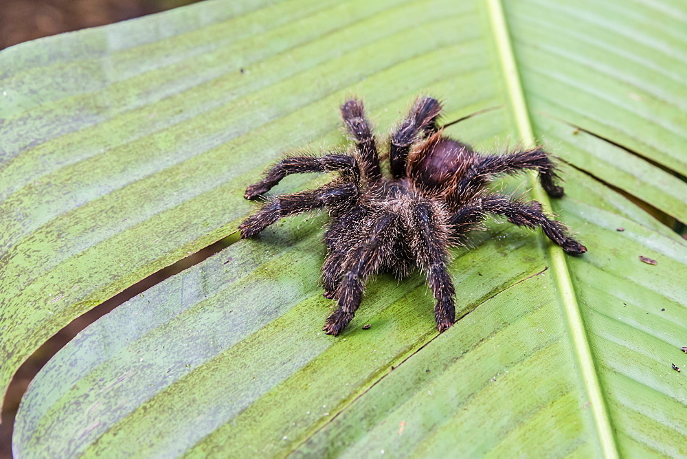 A captured Peruvian tarantula (Theraphosidae spp), Landing Casual, Upper Amazon River Basin, Loreto, Peru, South America