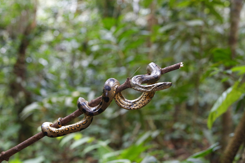 A wild green anaconda (Eunectes murinus), Amazon National Park, Loreto, Peru, South America